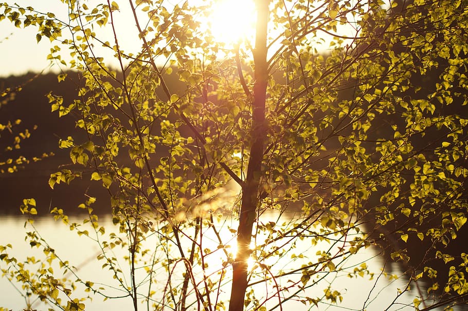 tree, sun, summer, spring, plant, beauty in nature, growth HD wallpaper