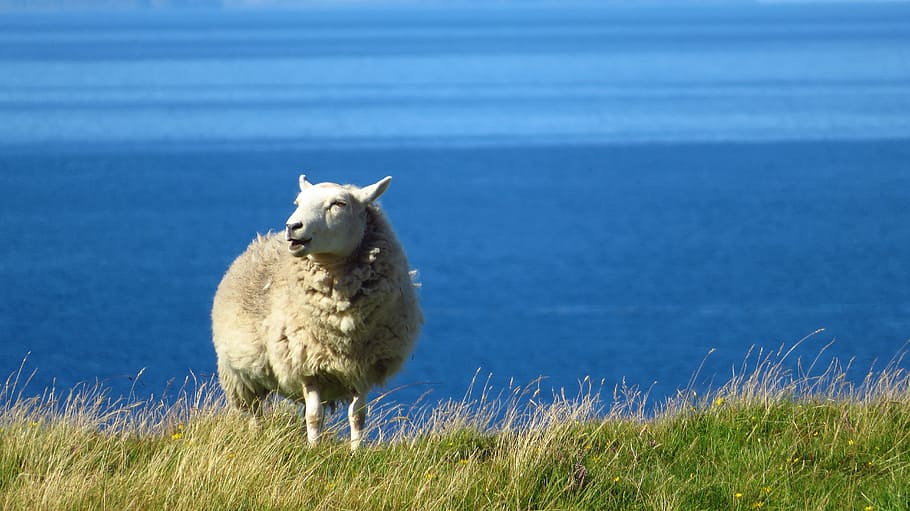 Sheep, Sea, Grass, Bleat, Wool, Bank, sky, coast, blue, green, HD wallpaper