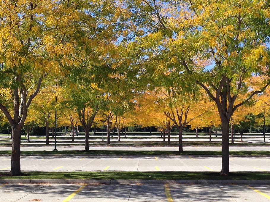 park, tree, artistic, yellow, nature, design, creative, beautiful HD wallpaper