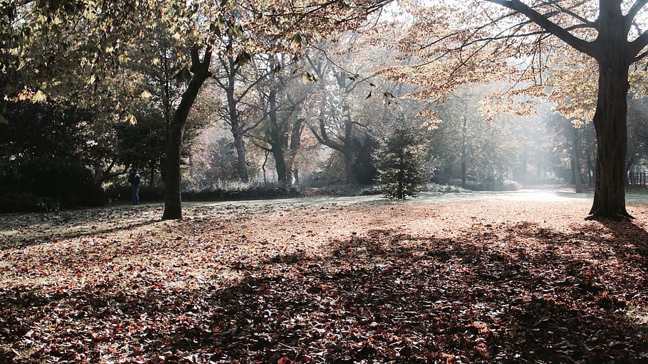 tree, plant, forest, leaf, fall, autumn, shade, sunlight, sunrise HD wallpaper