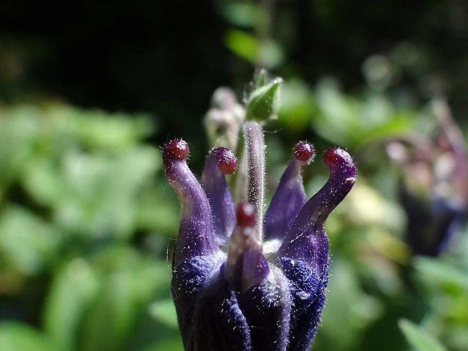 Download free photo of Flower bud,bloom,blooming,blossom,botanical - from