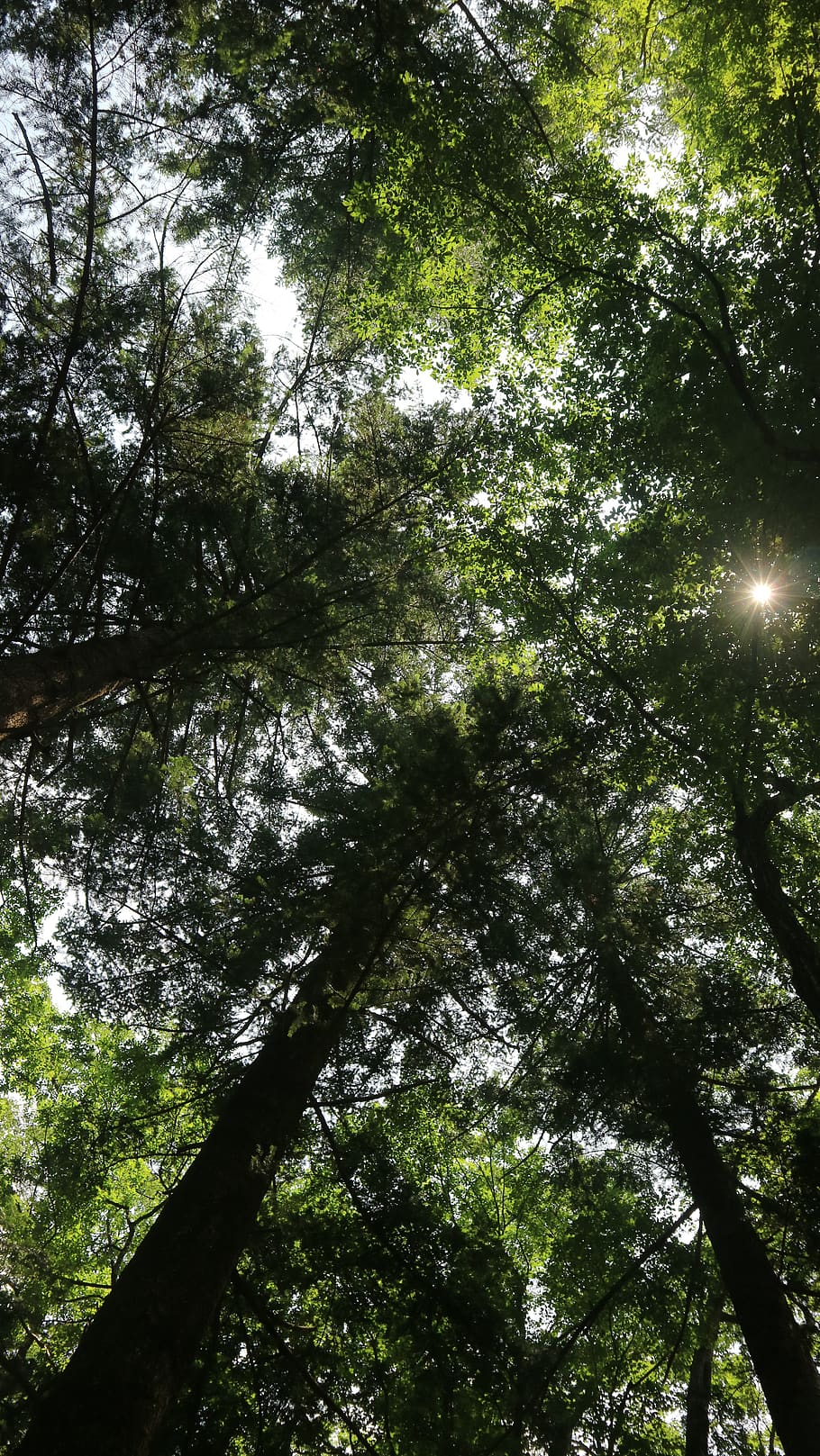 wood, leaf, nature, tree, plant, growth, low angle view, forest HD wallpaper