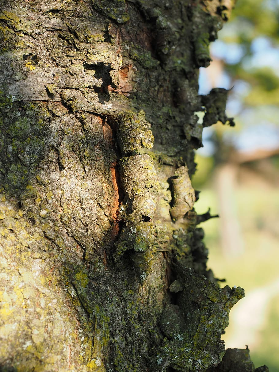 Bark, Cherry, Cherry, ringelborke, cherry bark, tree bark, log HD wallpaper