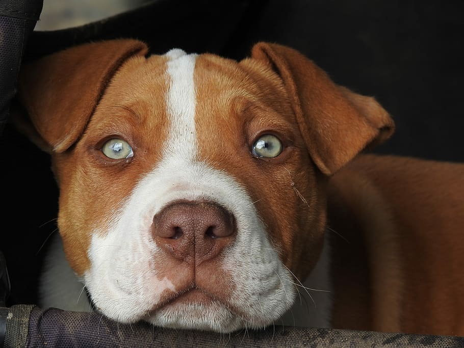 brown and white American pit bull terrier puppy close-up photography, HD wallpaper