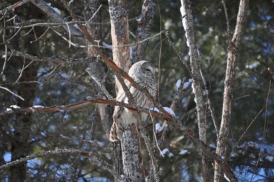 owl, tree, bird, animal wildlife, animals in the wild, vertebrate HD wallpaper