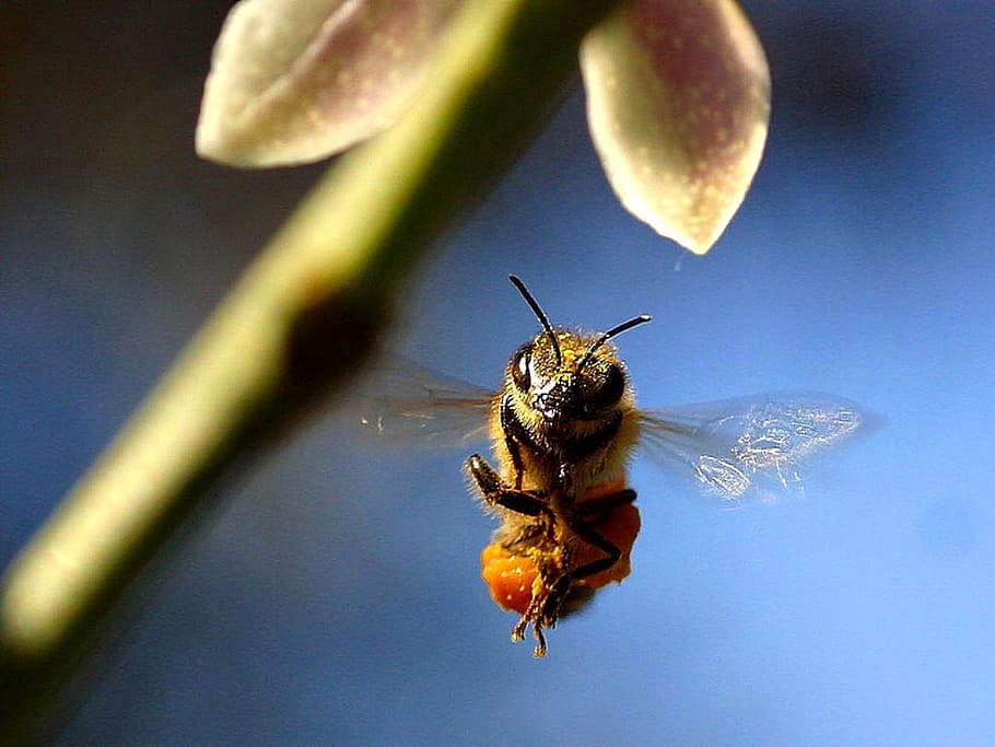 macro photography of honey bee, flying, flower, insect, wing HD wallpaper