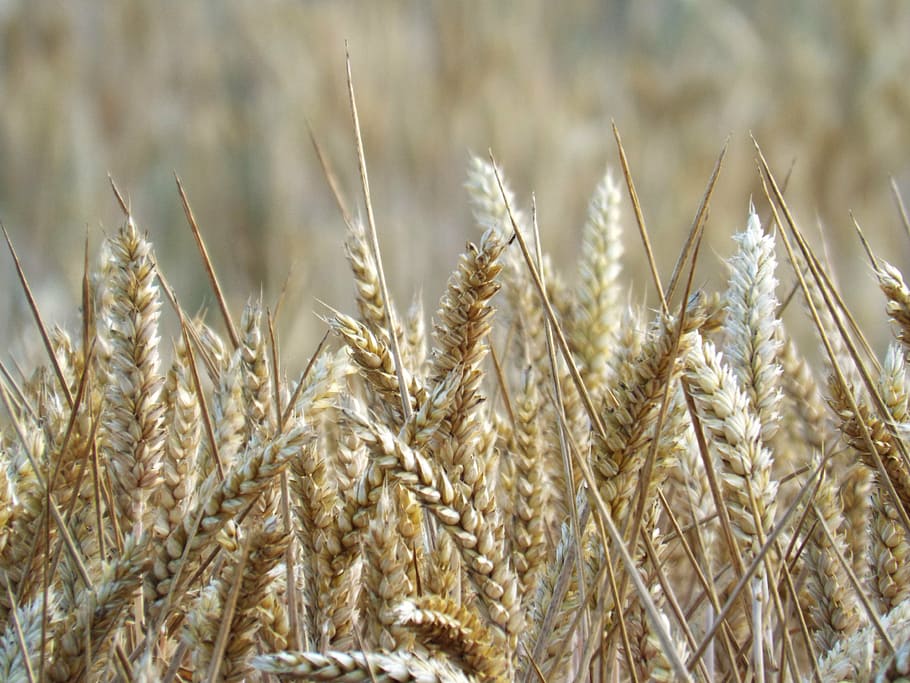 fields, cereals, spike, harvest, nature, agriculture, landscape HD wallpaper