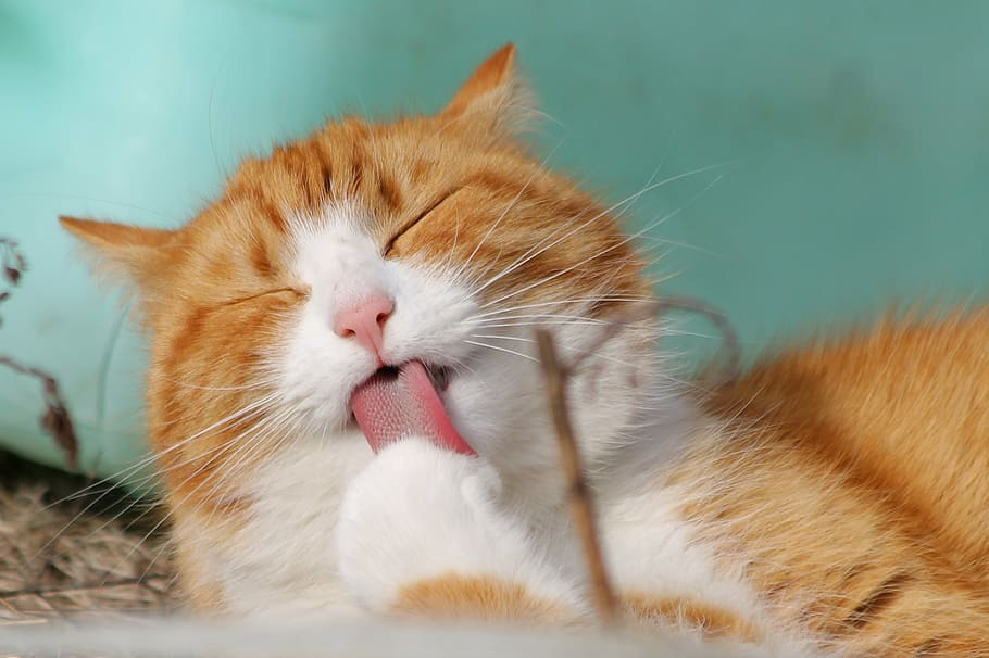 orange tabby cat leaking picture, sweet, kitty, animals, domestic Cat, HD wallpaper