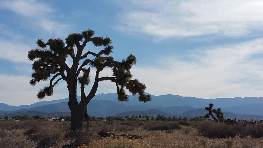 desert, tree, sky, clouds, nature, landscape, dry, environment HD wallpaper
