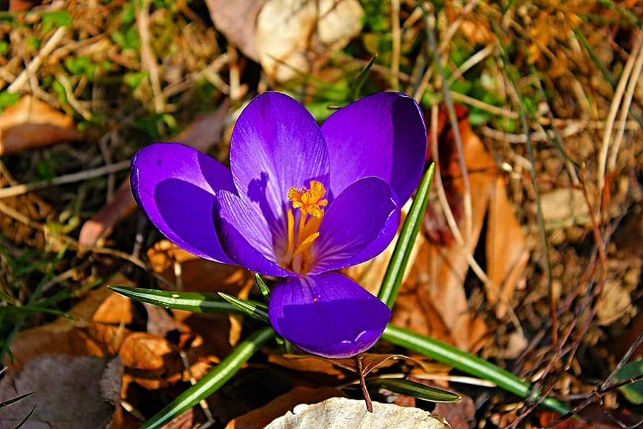 crocus, spring, early bloomer, violet, harbinger of spring HD wallpaper
