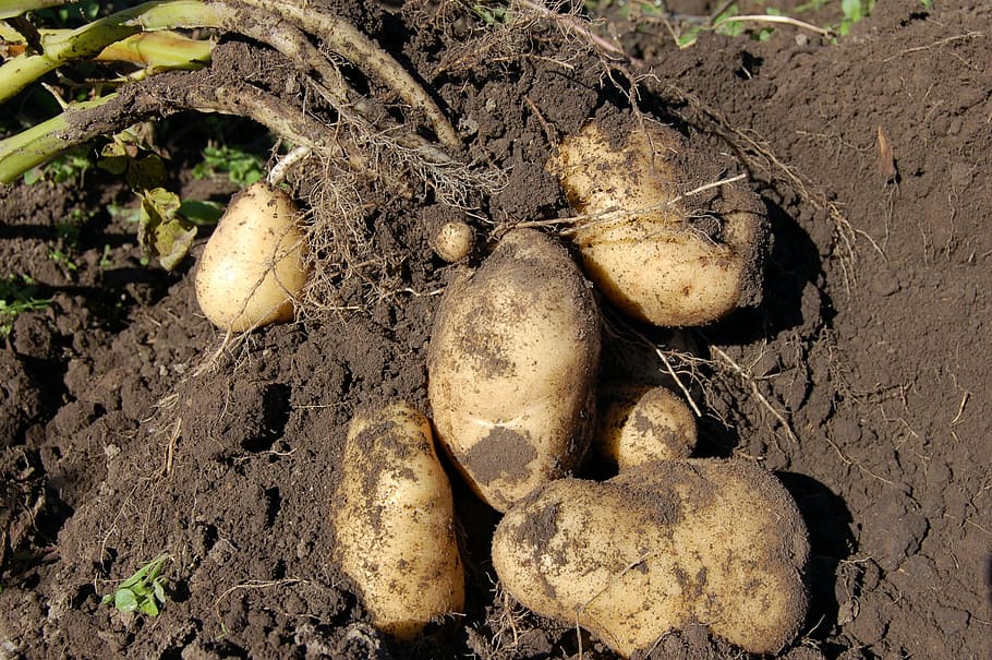 six tomatoes, potatoes, land, fruit, why, haulm, light, roots HD wallpaper