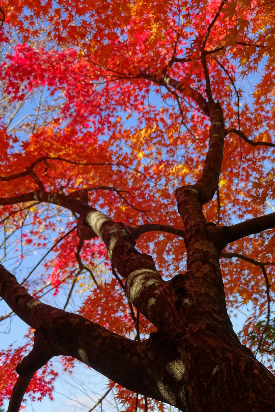 autumnal leaves, red leaves, deciduous trees, arboretum, vivid, HD wallpaper