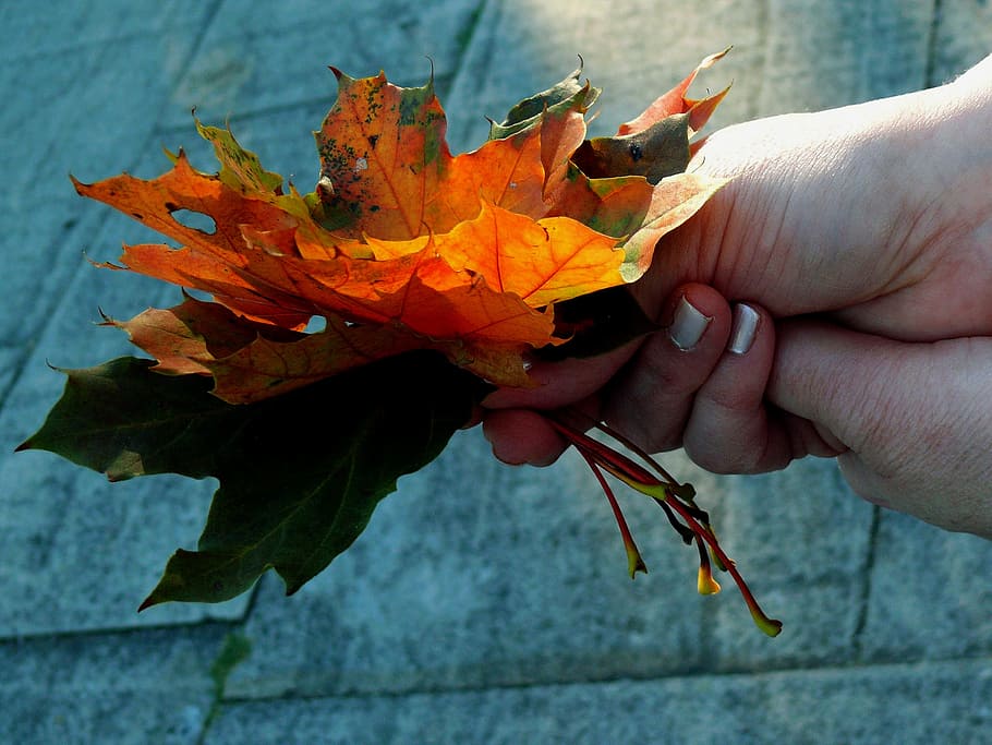 Maple, Leaf, Leaves, Colored, Autumn, intensive, bright, colorful HD wallpaper