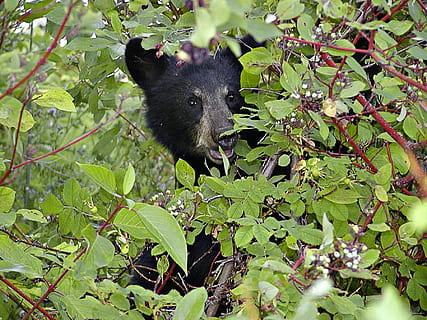 black bear on tree, cub, head, eating, berries, nature, bush HD wallpaper