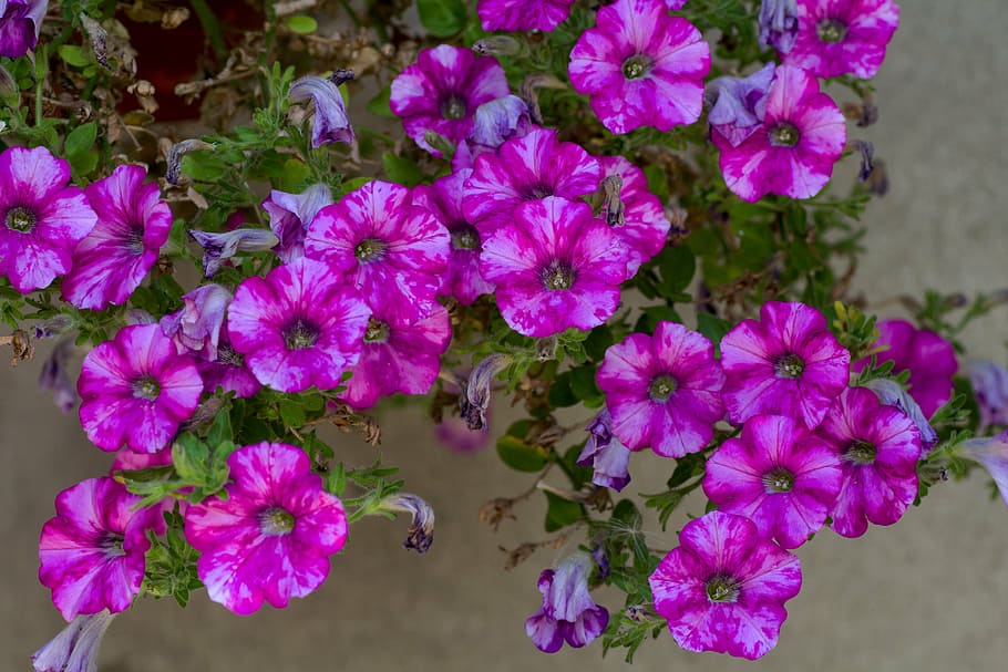 flowers, macro, blossom, bloom, close, purple, nature, plant HD wallpaper