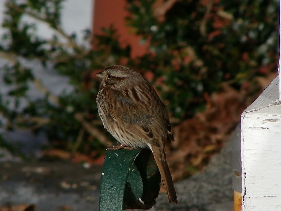 sparrow, winter, boot scraper, bird, brown, snow, small, cute HD wallpaper