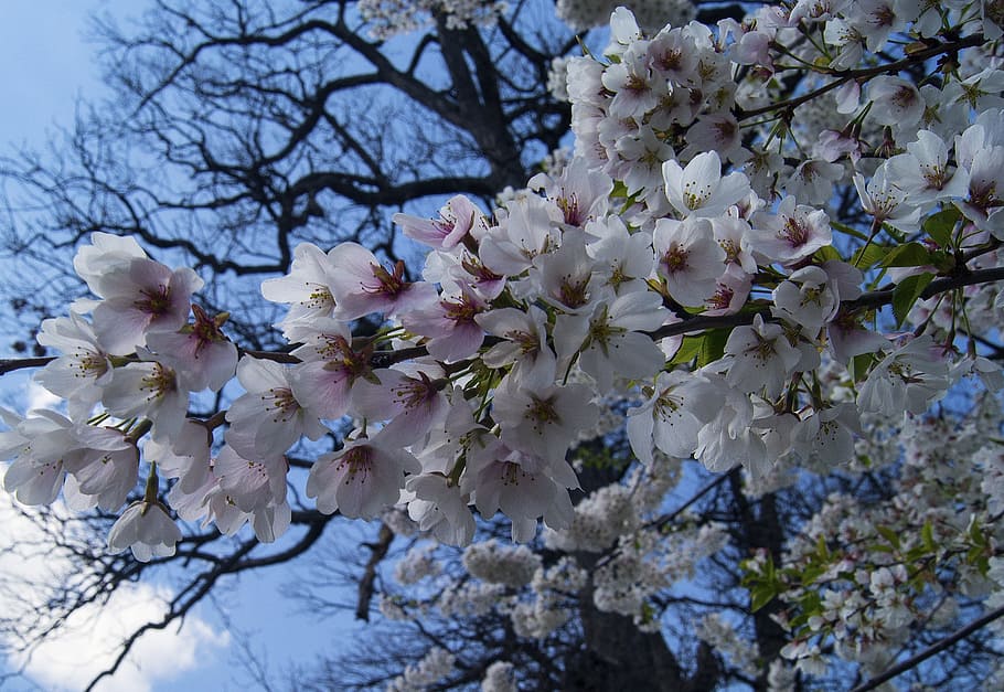cherry blossoms, tree, flowers, floral, plant, natural, bloom HD wallpaper