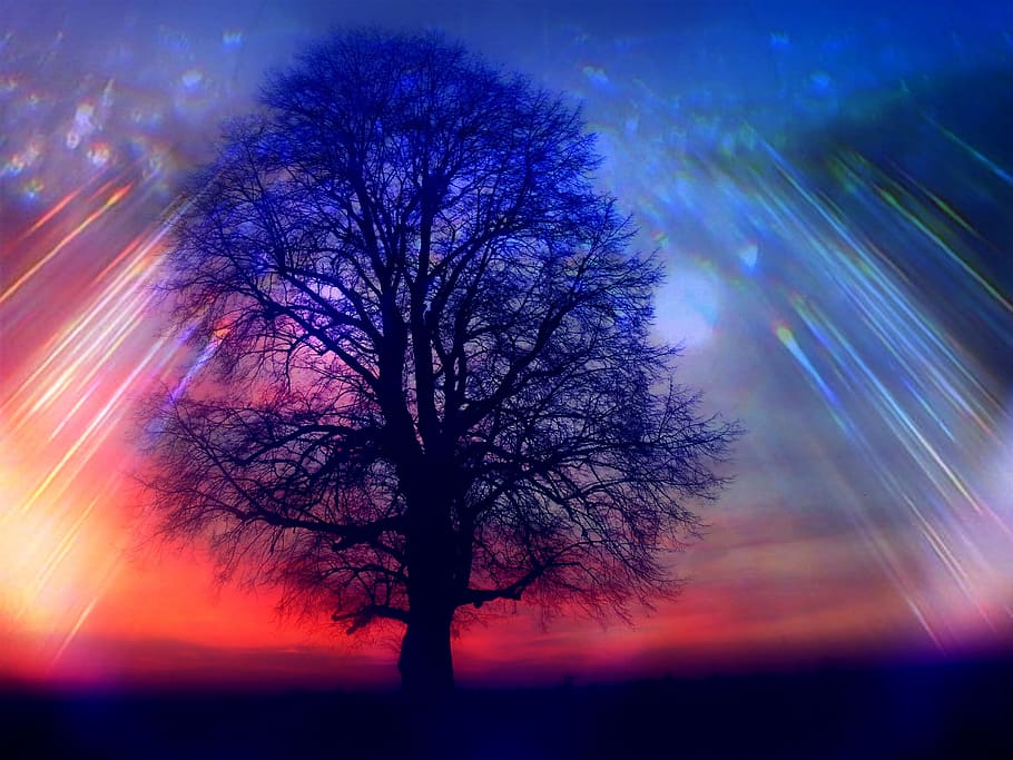 solitaire, linde, silhouette, evening sky, log, sunset, rays HD wallpaper