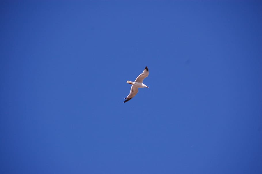 seagull, bird, flight, sky, dom, animal wildlife, animal themes HD wallpaper