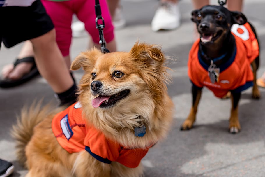 Denver Broncos Pet Jersey