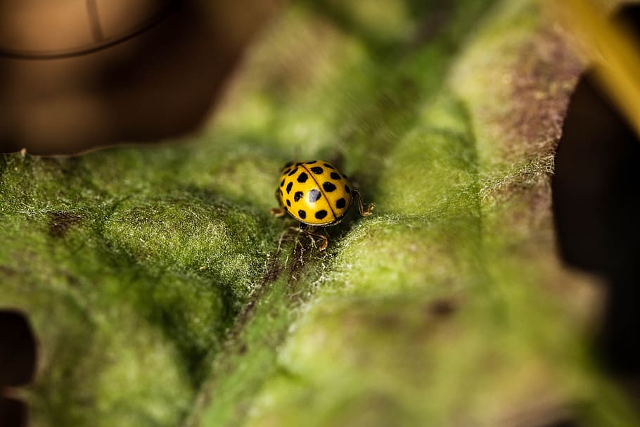Bug, Insect, Leaf, Macro, Nature, Yellow, green, ladybug, close-up HD wallpaper