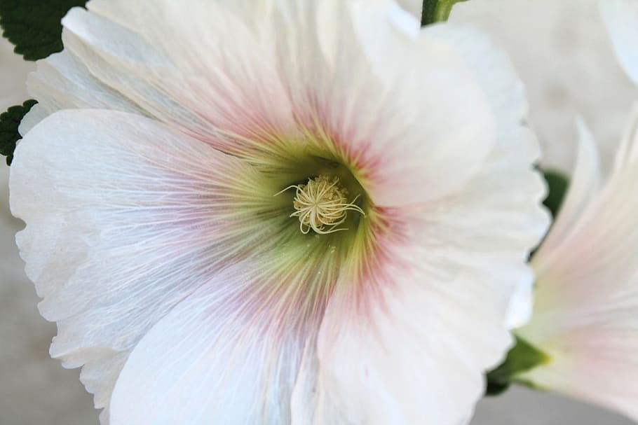 White Flower, Spring, Bloom, flora, blossom, fresh, botanical HD wallpaper