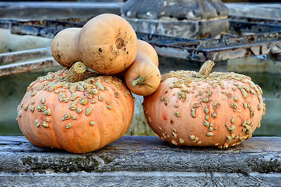 squash, pumpkin, vegetable, one, food and drink, healthy eating HD wallpaper