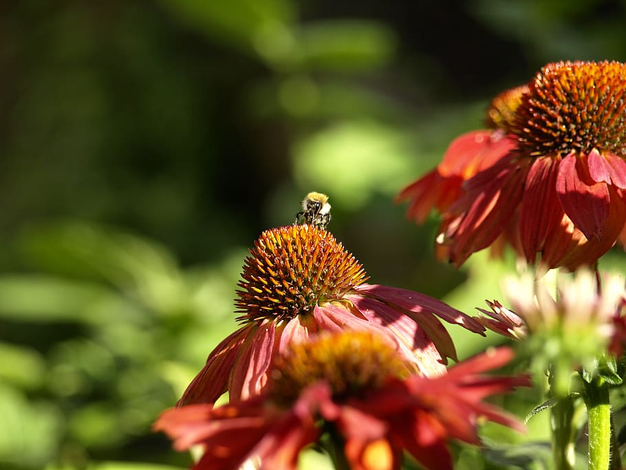 Sun Hat, Bee, Flower, Sprinkle, red, nature, insect, macro HD wallpaper