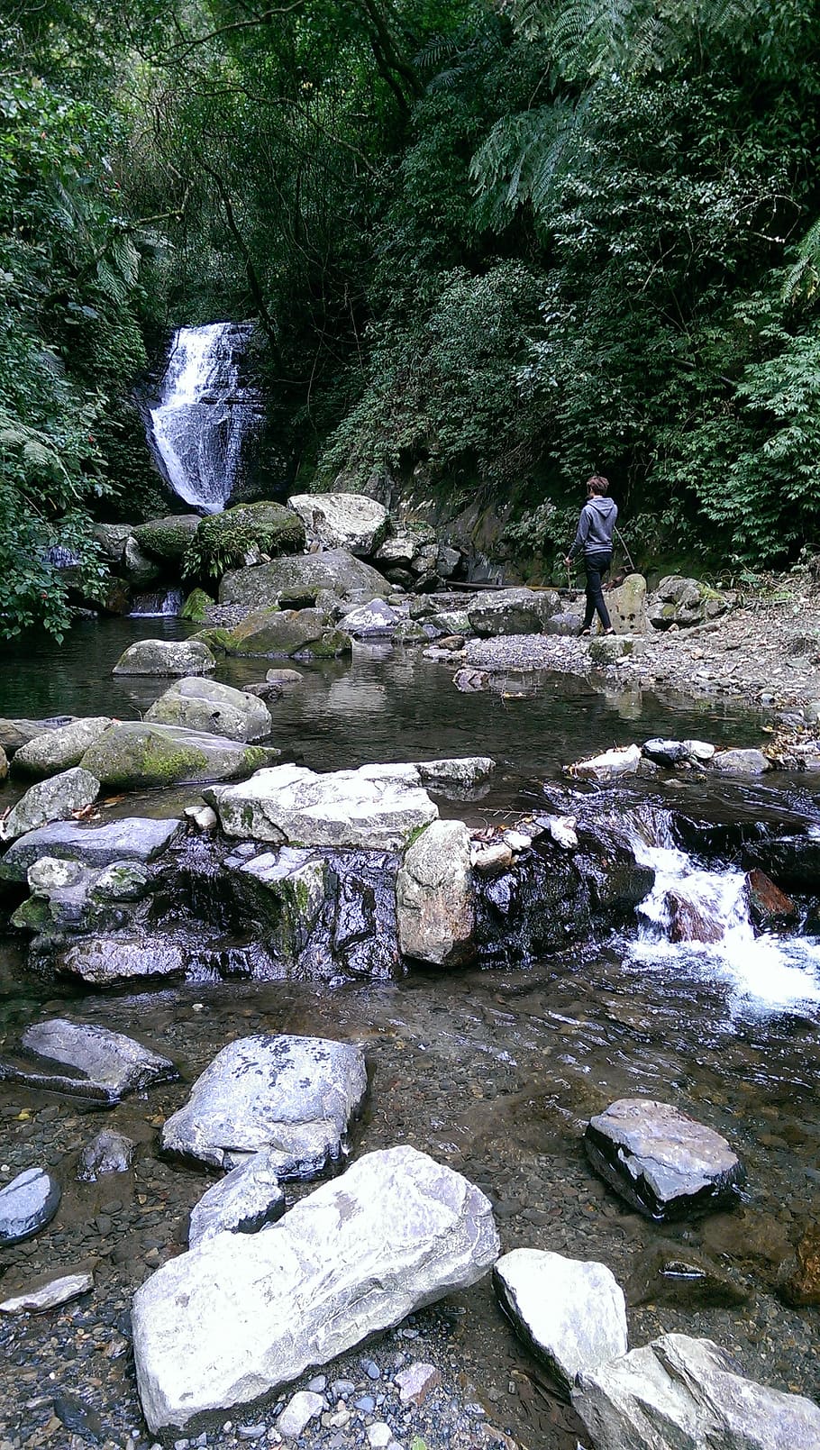 taiwan, landscape, nature, outdoors, stream, forest, tree, water HD wallpaper