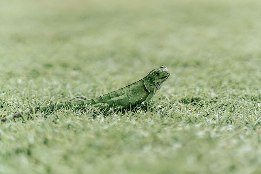green iguana on green grass field during daytime, green lizard on grass HD wallpaper