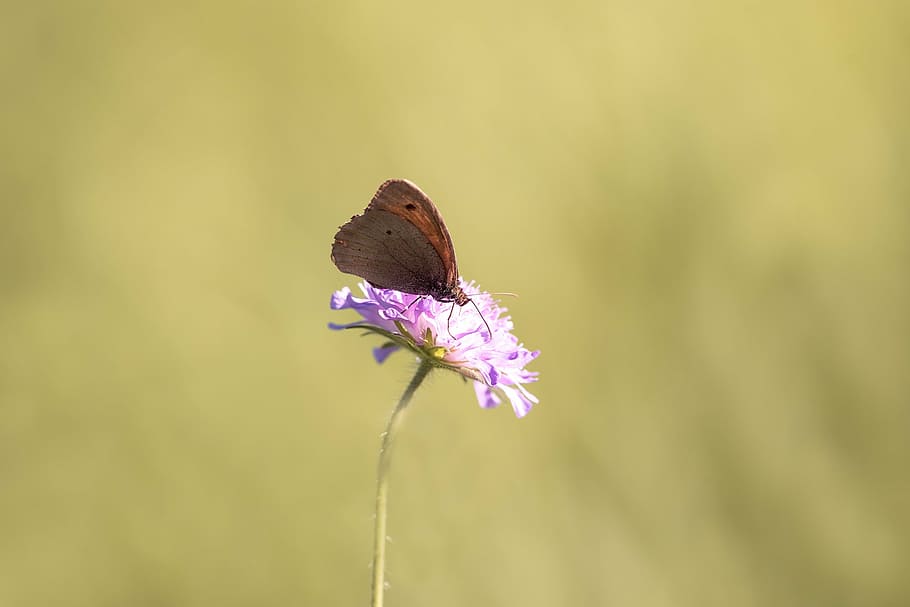 butterfly, insect, edelfalter, flight insect, animal, flower HD wallpaper