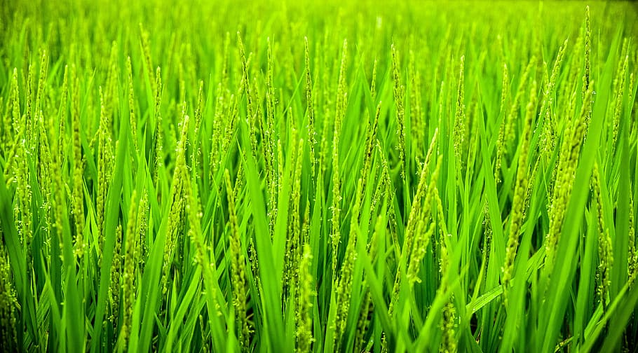 crops, field, grass, green, nature, unripe, wheat, green color HD wallpaper