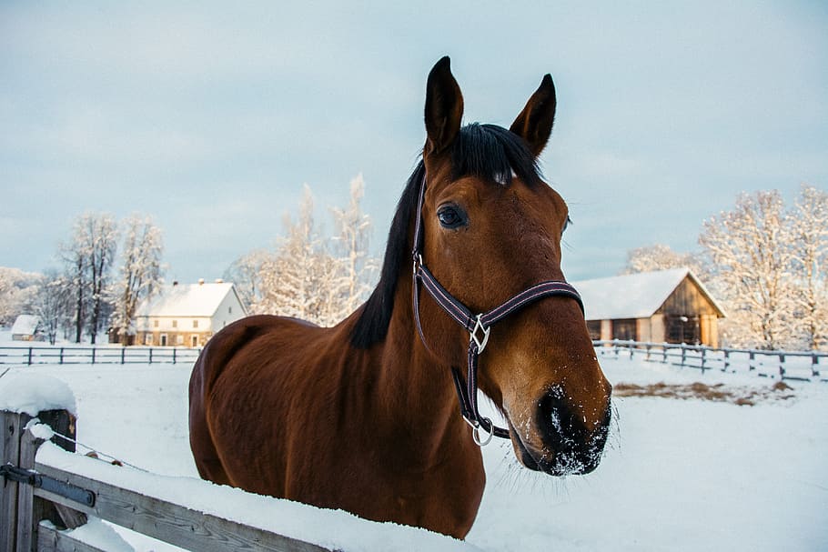 Winter horse, animals, snow, nature, outdoors, farm, stallion HD wallpaper