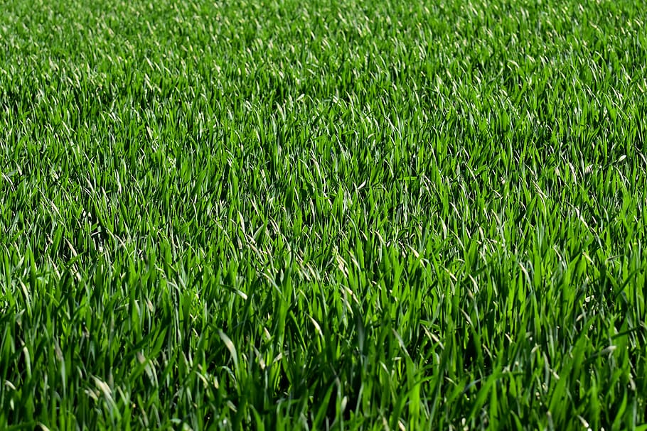 green grass field, meadow, nature, landscape, green color, plant HD wallpaper