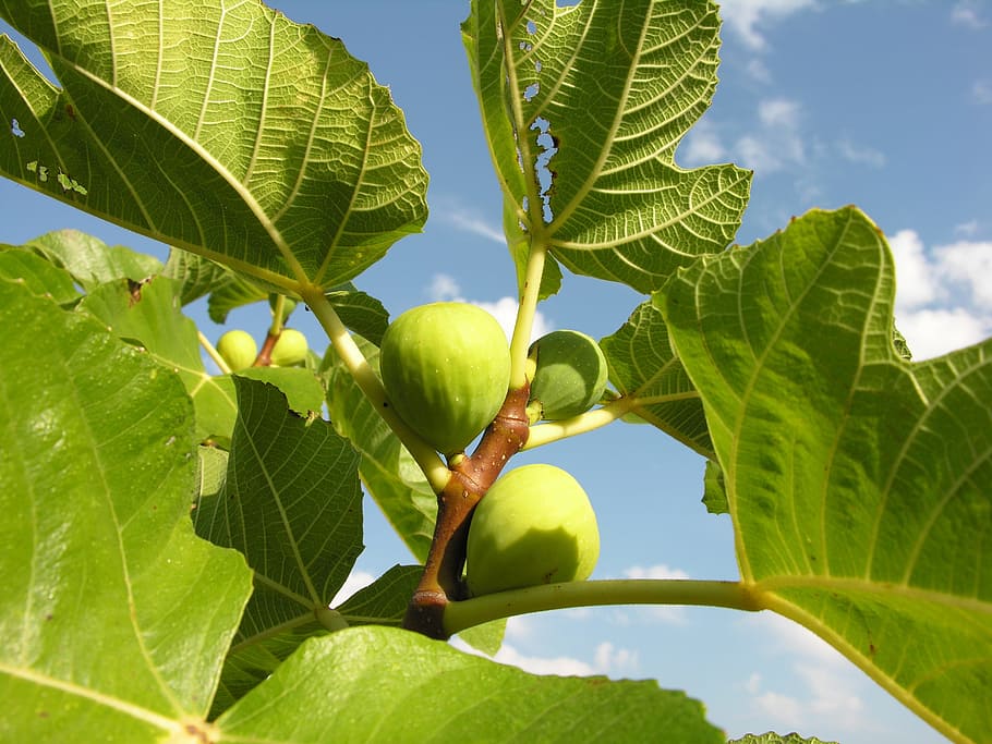 fig, plant, fruit, tree, plant part, leaf, food, food and drink HD wallpaper