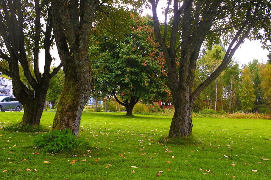 trees, landscape, autumn, fall, colorful, plant, green color HD wallpaper
