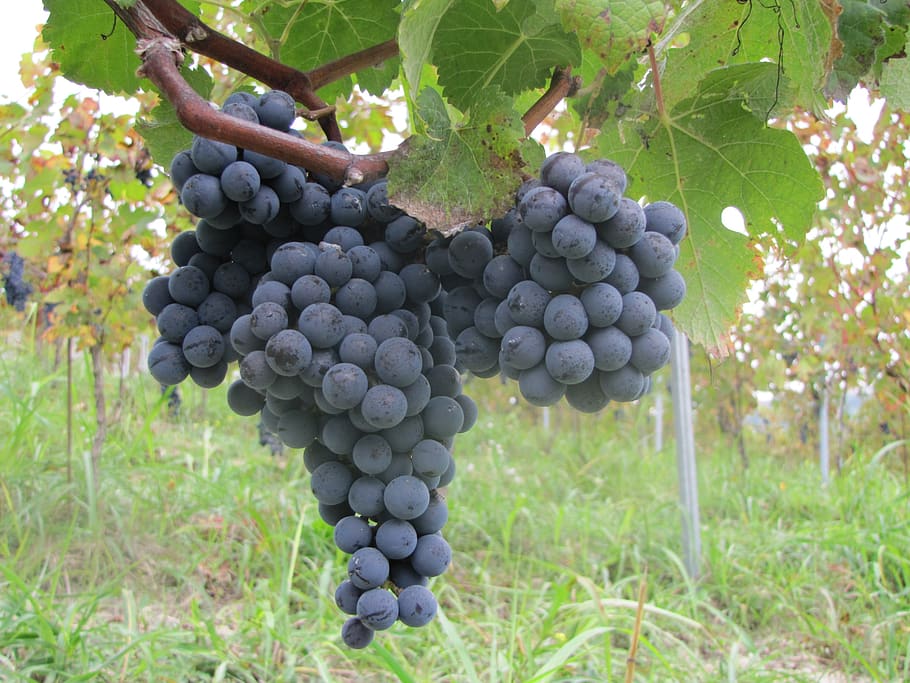 bunch, grapes, fruit, healthy eating, food and drink, vineyard HD wallpaper