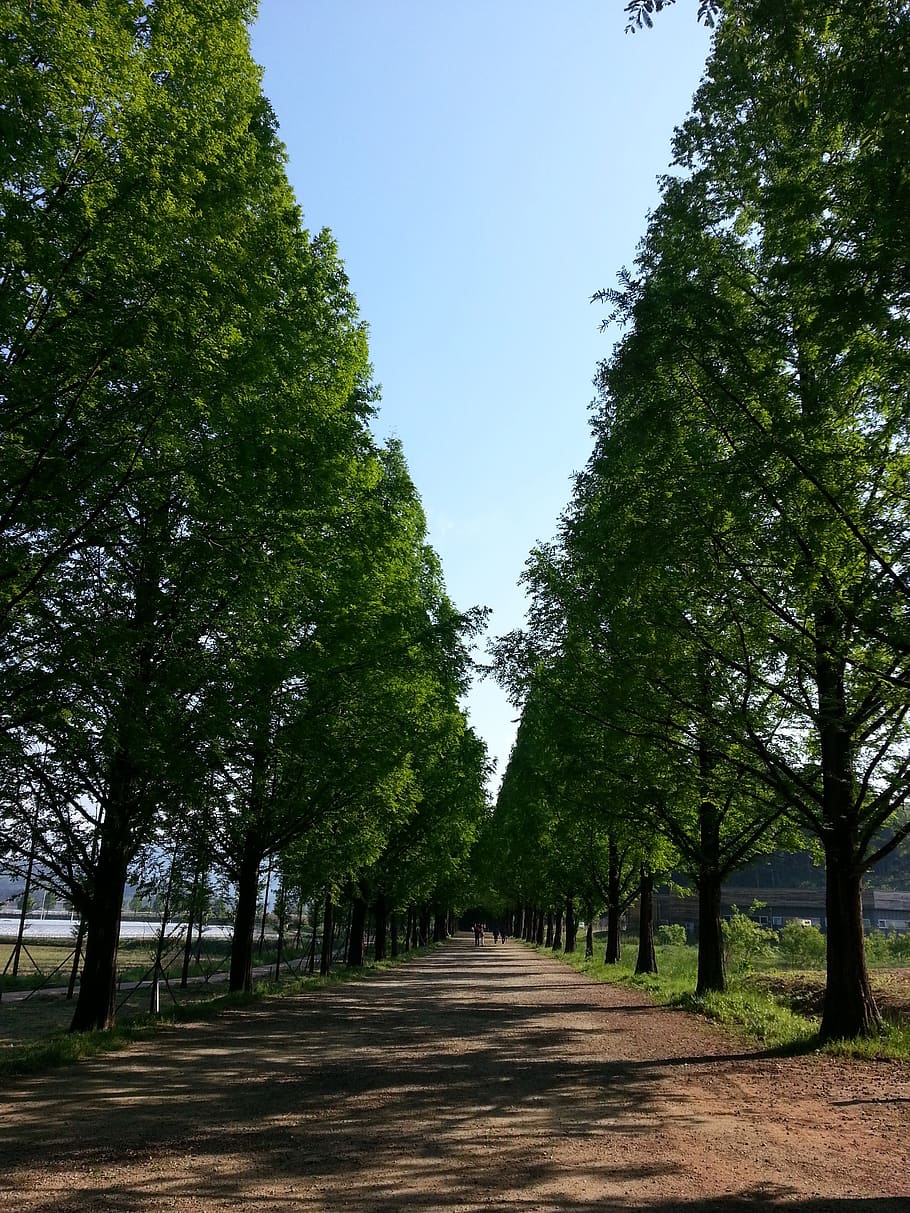 forest road, trees, gil, walk, plant, the way forward, direction HD wallpaper