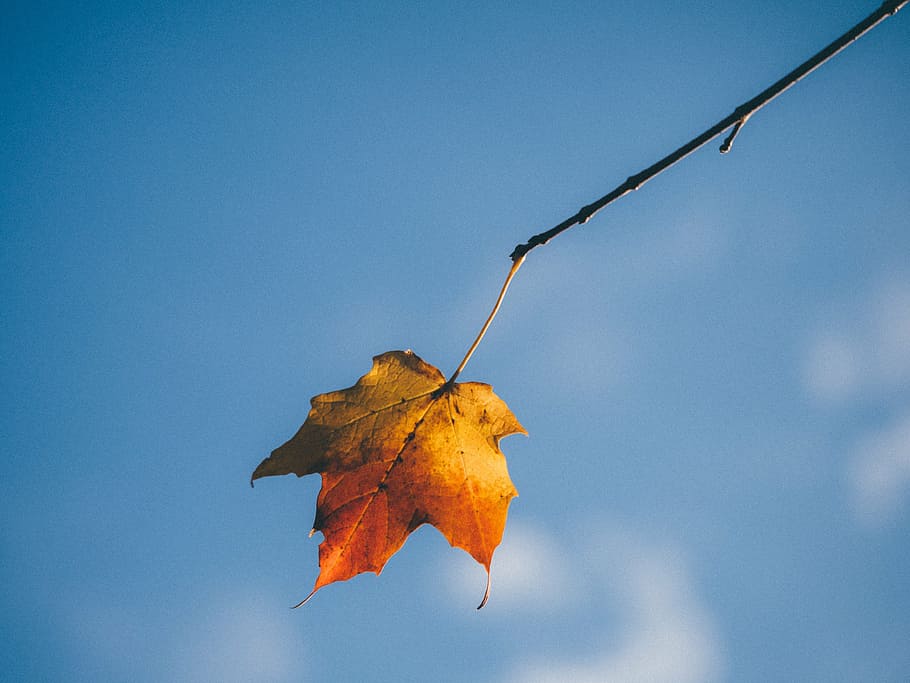 maple leaf, autumn, isolated, yellow, fall leaves background HD wallpaper