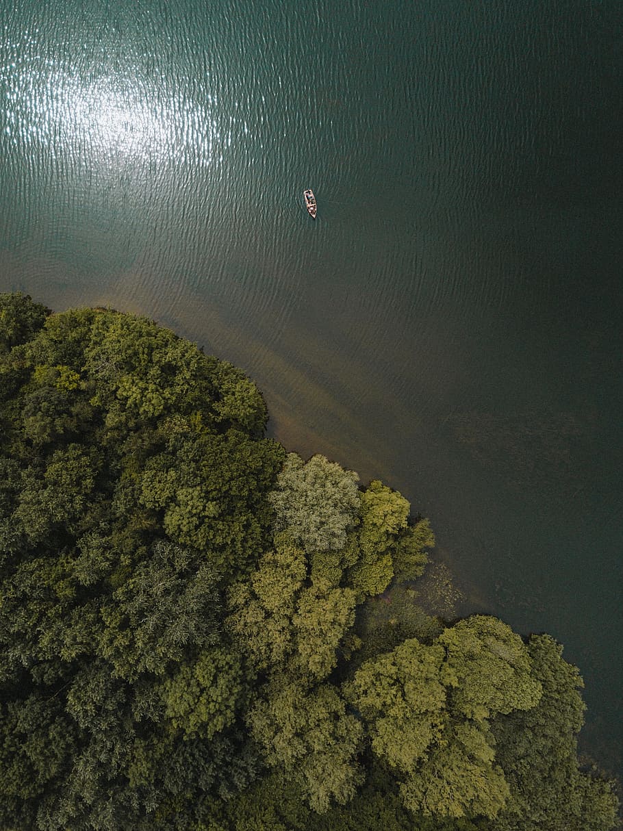 green, trees, forest, plants, nature, aerial, view, sea, ocean HD wallpaper