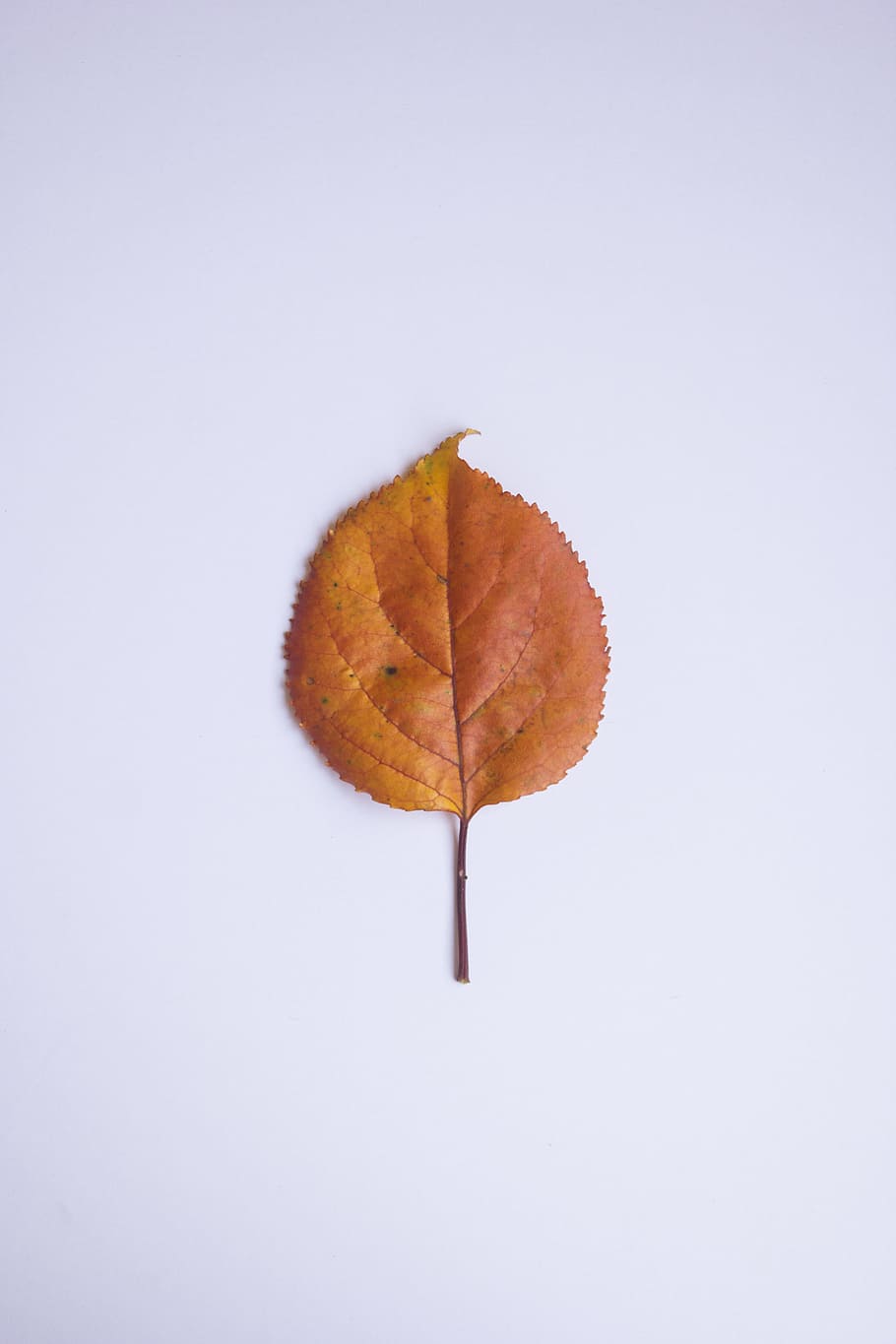 Leaf, Autumn, Colors, Orange, change, no people, close-up, studio shot HD wallpaper