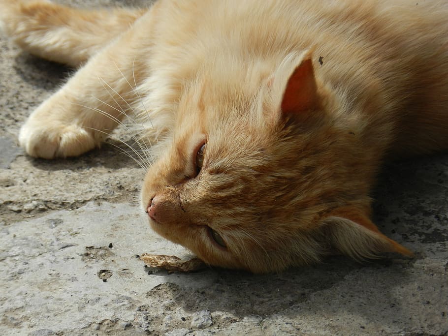 feline, kitten, pet, domestic, mammal, pets, animal themes HD wallpaper