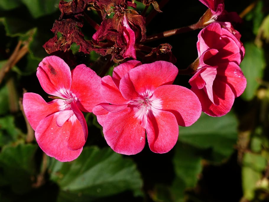pink, geranium, close-up, flowers, nature, garden, gardening HD wallpaper