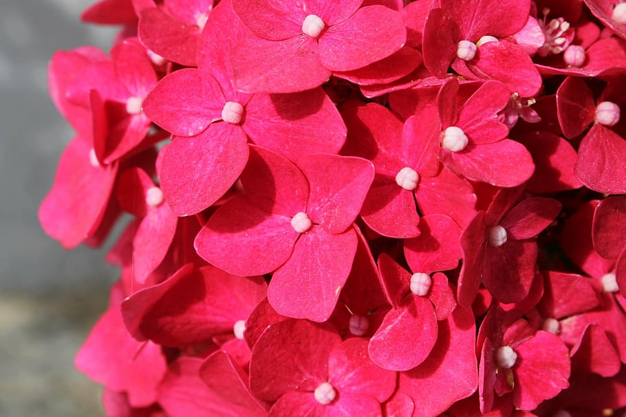 flowers, pink, close, flowering plant, petal, beauty in nature HD wallpaper