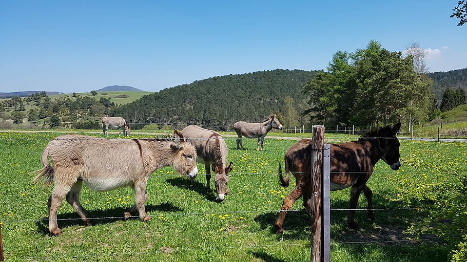 Donkey, Meadow, Rural, grass, animal, animal themes, full length HD wallpaper