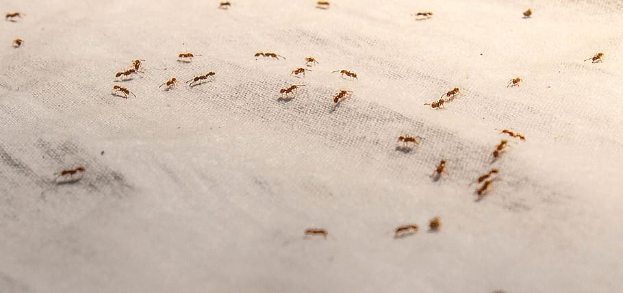 insect, ant, cloth, sand, land, beach, animal themes, no people HD wallpaper