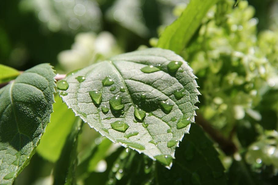 Green, Leaf, Nature, Plant, Summer, rain, natural, closeup HD wallpaper