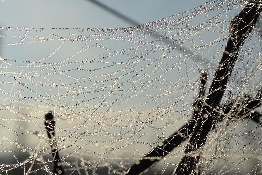 nature, outdoors, spider, web, mock up, winter, cold, humidity HD wallpaper
