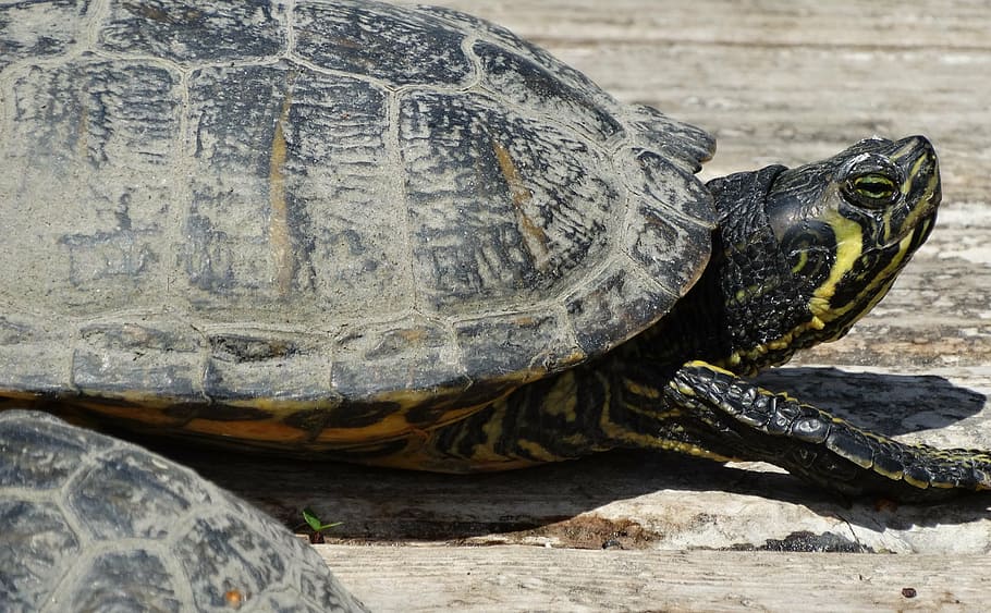 turtle, expensive, shield, wood, reptile, vertebrate, animal HD wallpaper