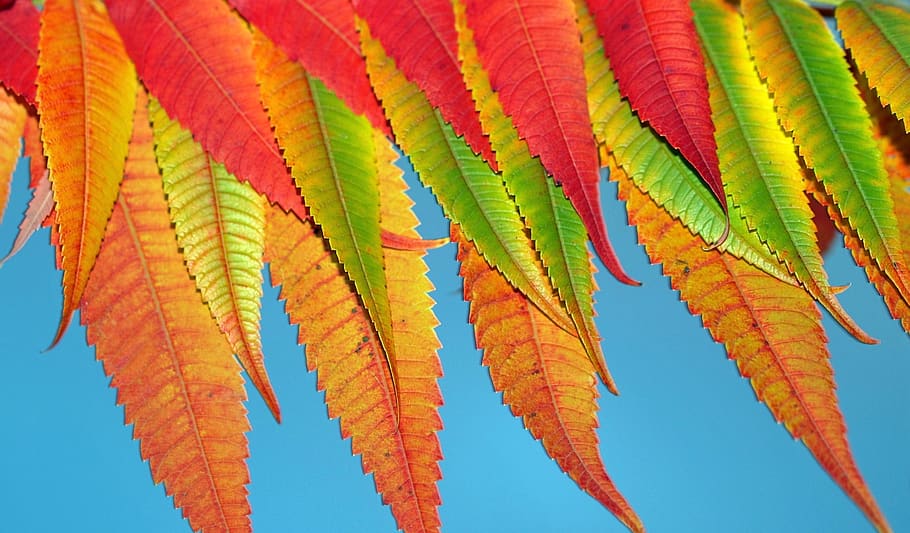 leaf, color, fall, flora, vibrant, tree, nature, multi colored HD wallpaper
